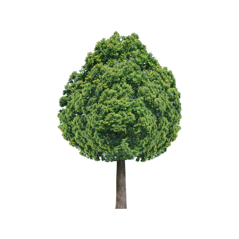 Drzewa iglaste - 1_1.png