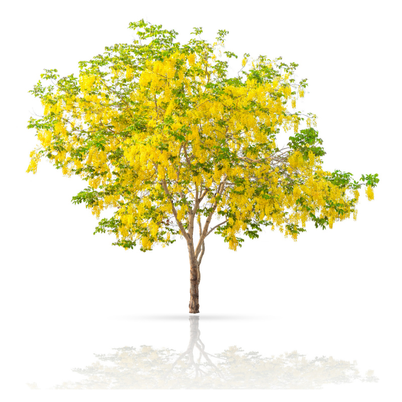 Drzewa liściaste - 2_2.png