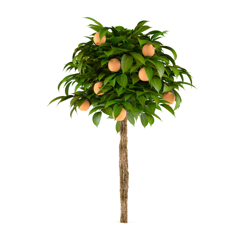 Drzewa cytrusowe - 3_1.png