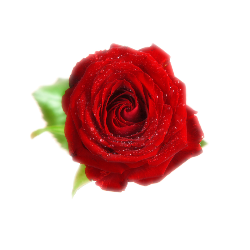 Róże ogrodowe i pnące - 4_1.png