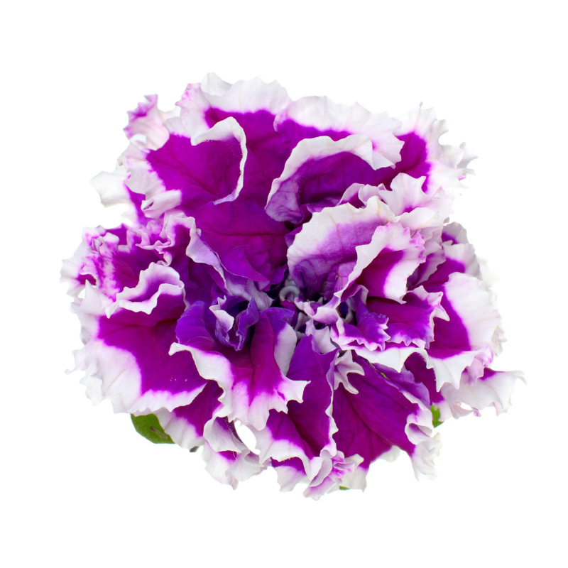 Pelargonie - 5_1.png