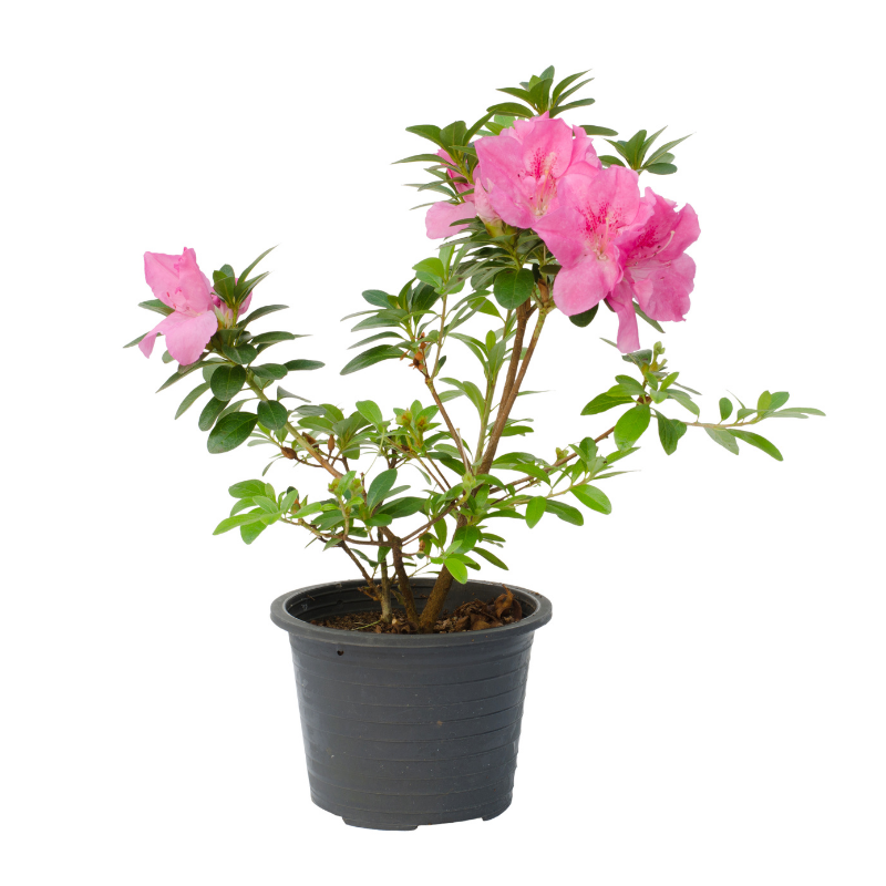 Różaneczniki i azalie - 6_1.png