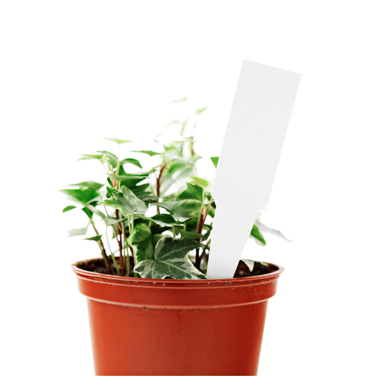 Rośliny doniczkowe - 7_1.png