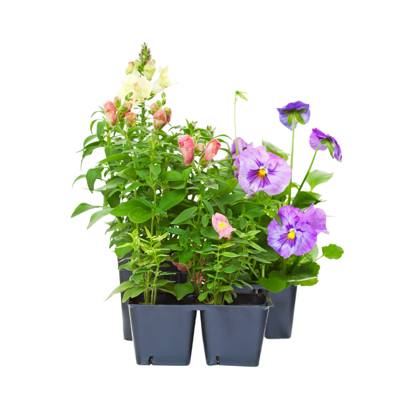 Rośliny rabatowe - 8_1.png